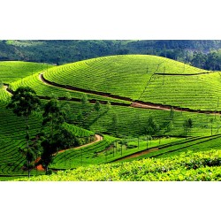 Explore Kerala - 6N / 7D